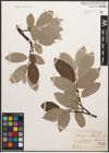 Foto von Salix caprea L. x Salix lapponum L.